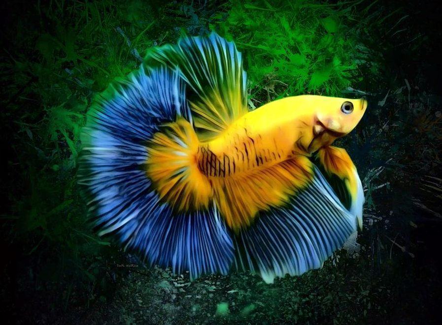 Cá betta vàng xanh đẹp nhất