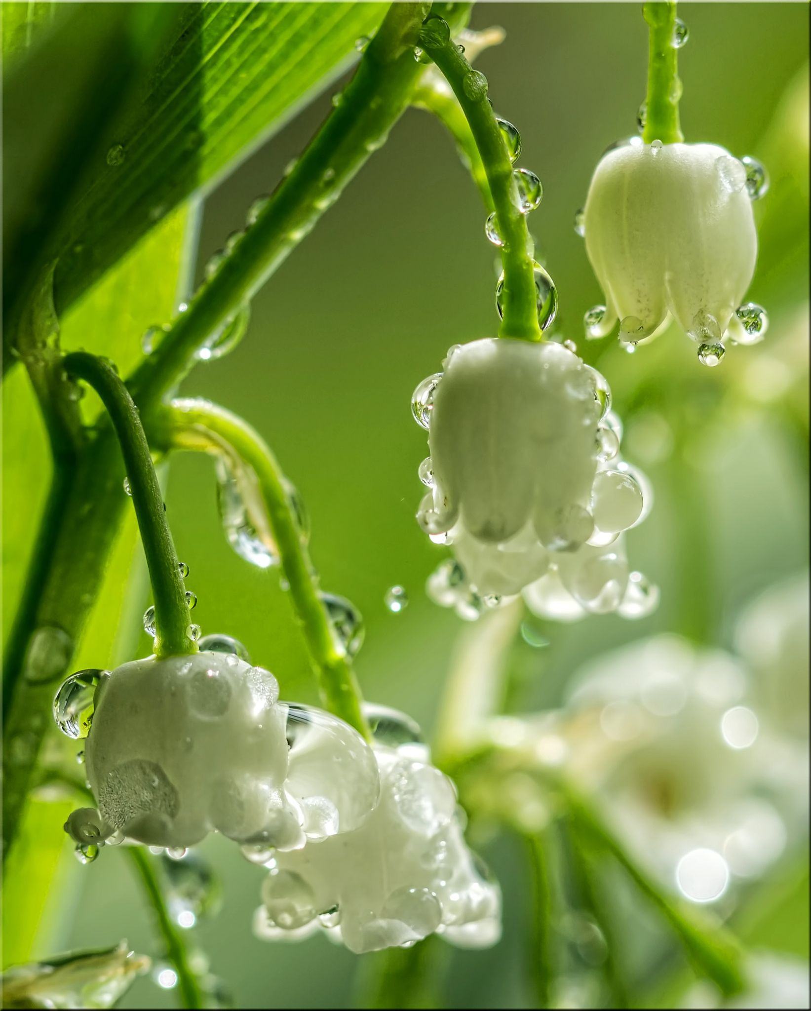 Hoa lan chuông với nước mưa