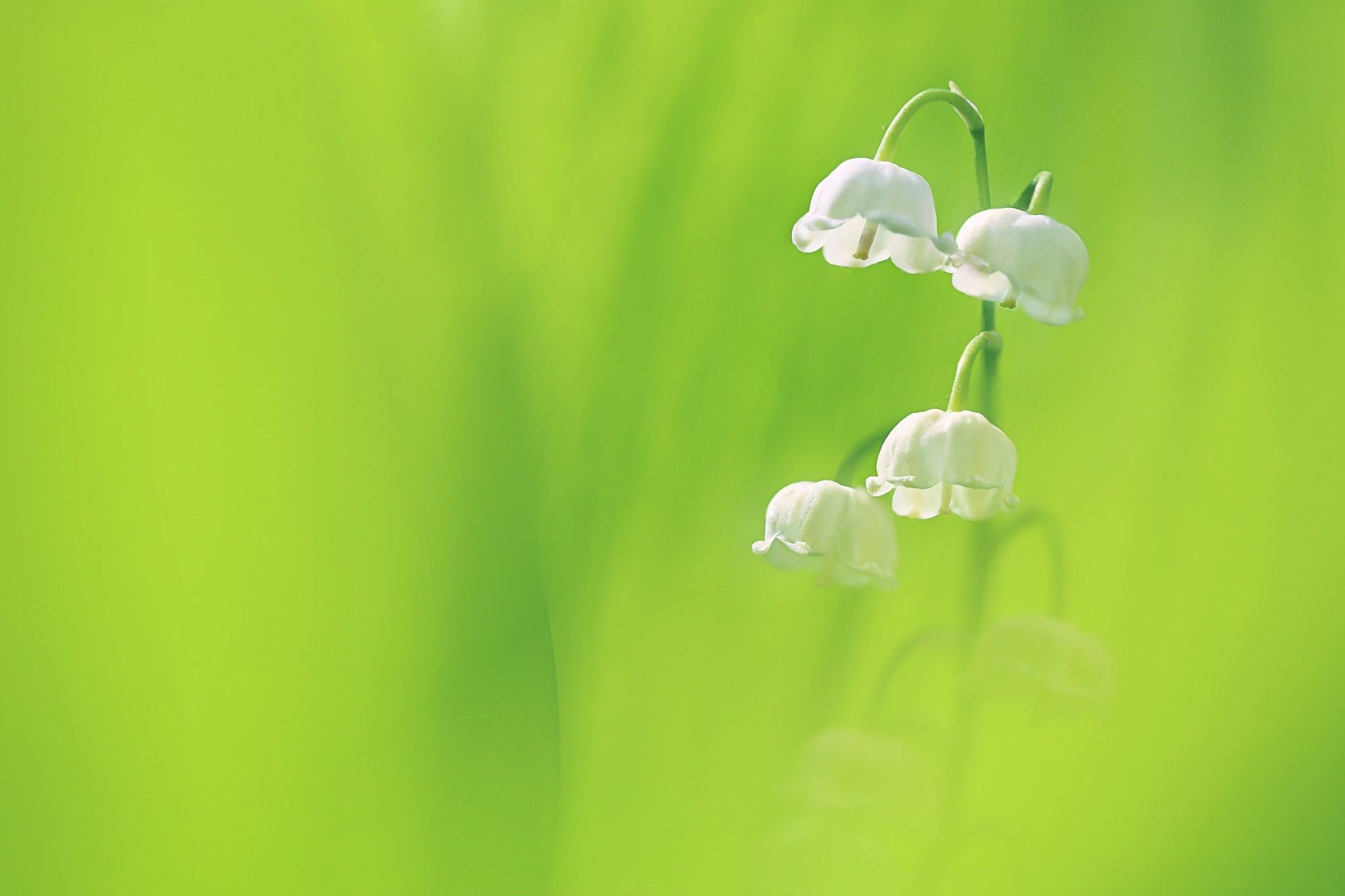 Hoa lan chuông trắng tinh khôi trên nền cỏ xanh
