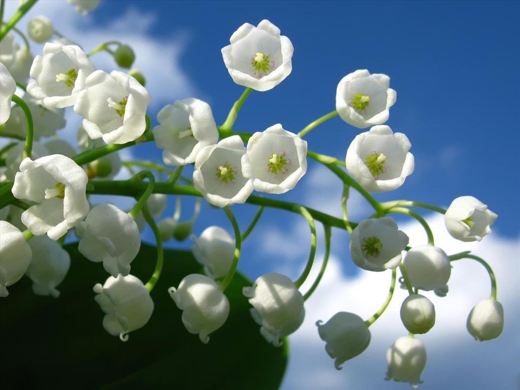 Hoa lan chuông trắng đẹp một góc trời