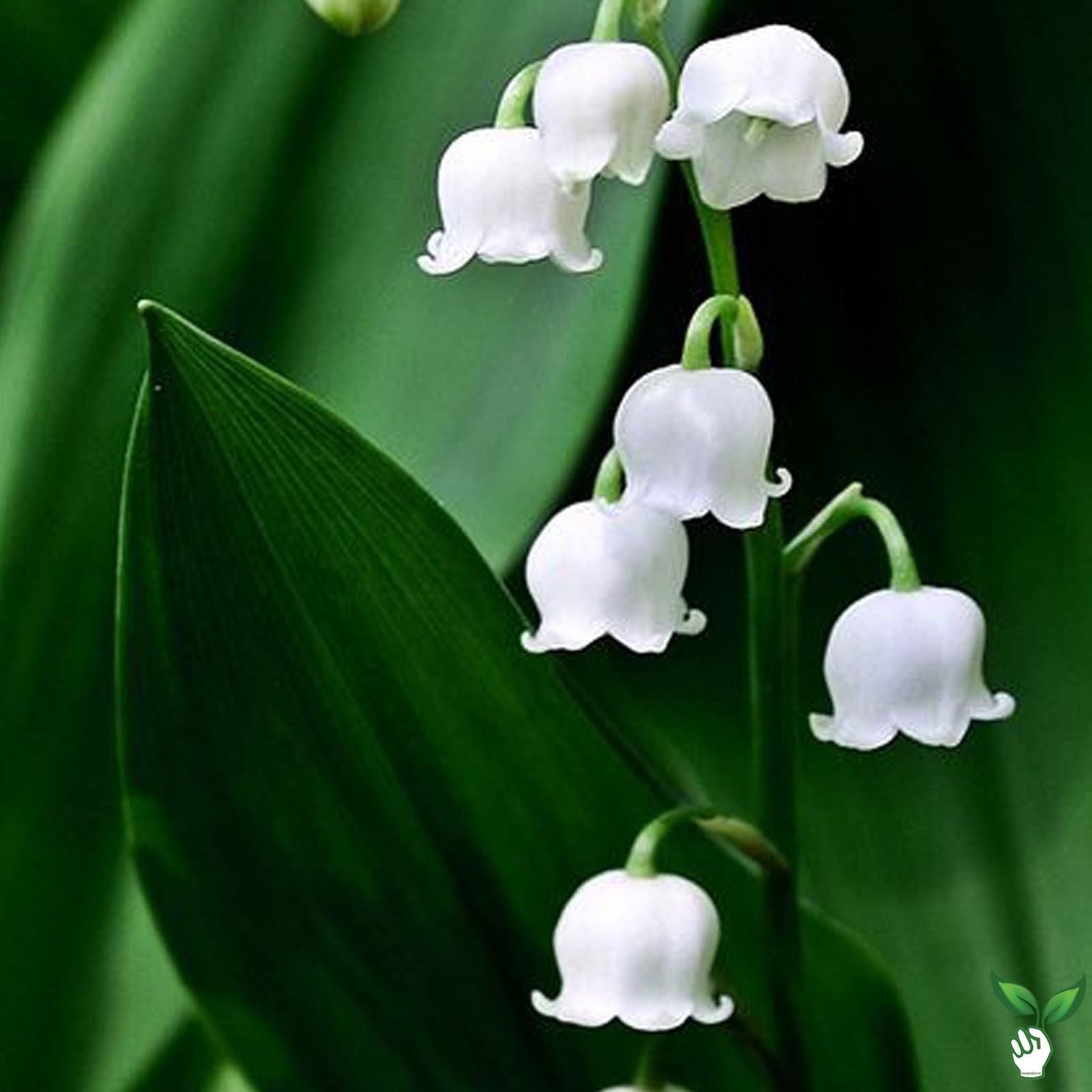 Hoa loa kèn trắng tạo nên một bức tranh tuyệt đẹp