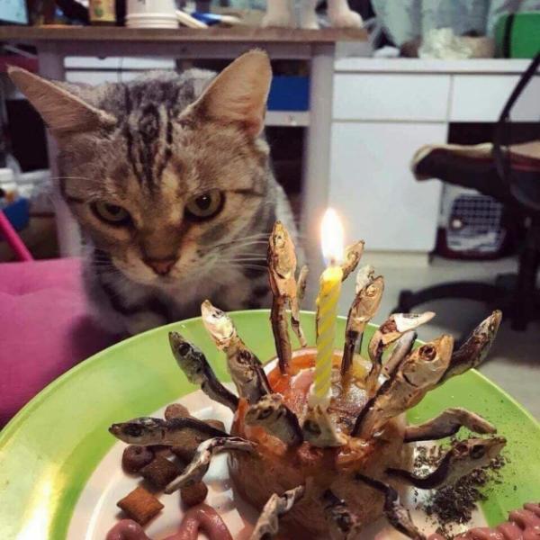 Ảnh chúc mừng sinh nhật con mèo