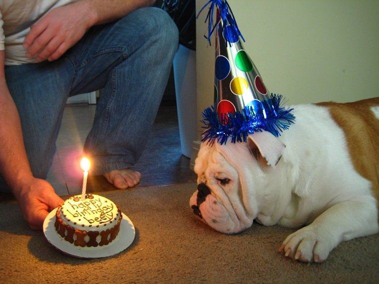 Hình ảnh chúc mừng sinh nhật con chó