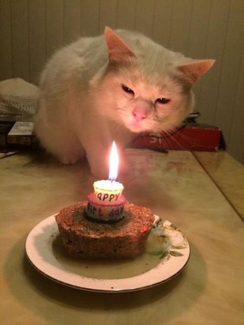 Hình ảnh chúc mừng sinh nhật con mèo