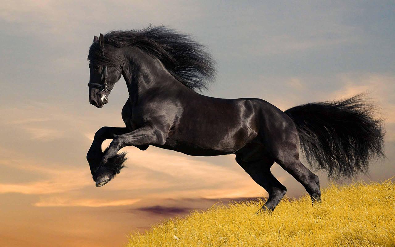 Hình ảnh ngựa đen