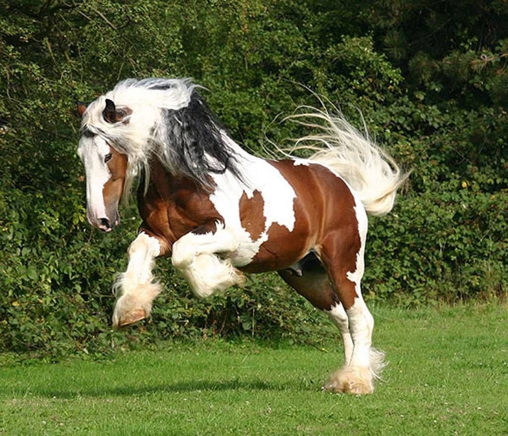 Hình ảnh của một con ngựa trắng và nâu