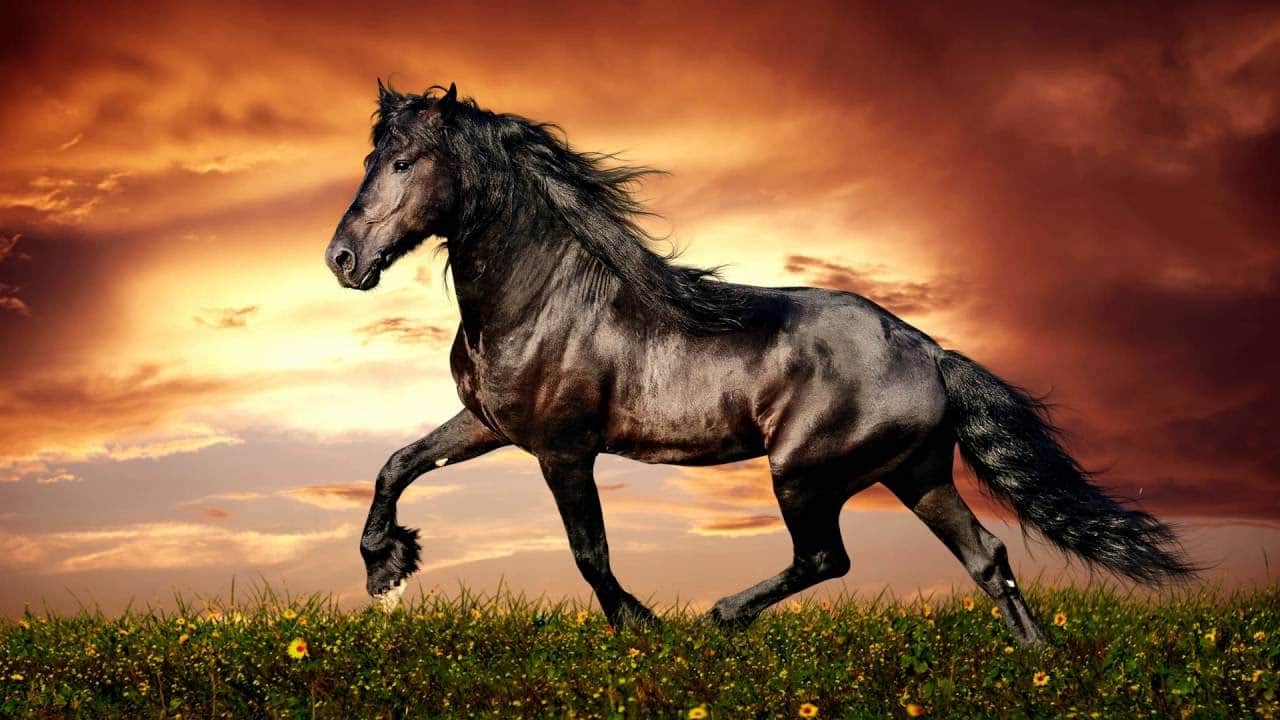 Hình ảnh của một con ngựa đi bộ