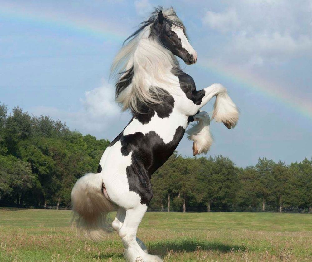 Hình ảnh con ngựa trắng đen