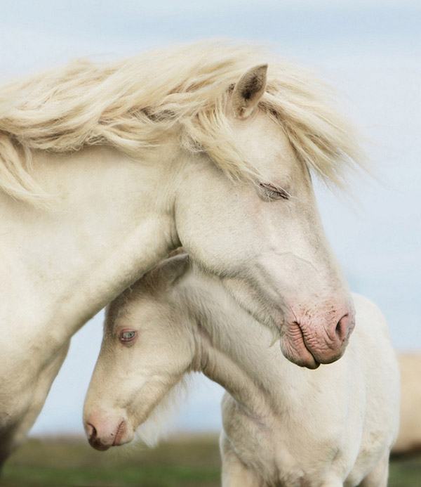 Hình ảnh con ngựa dễ thương nhất