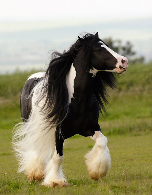 Hình ảnh con ngựa đẹp và độc đáo