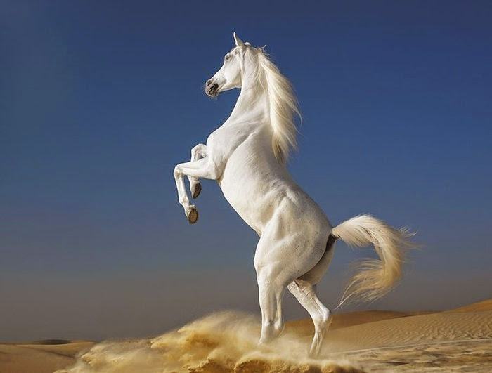 Hình ảnh con ngựa trắng