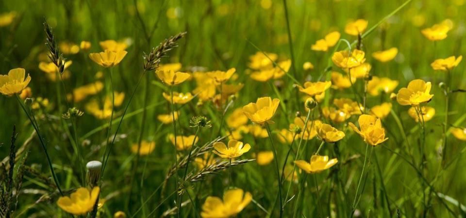Hình ảnh đẹp hoa vàng trên cỏ xanh