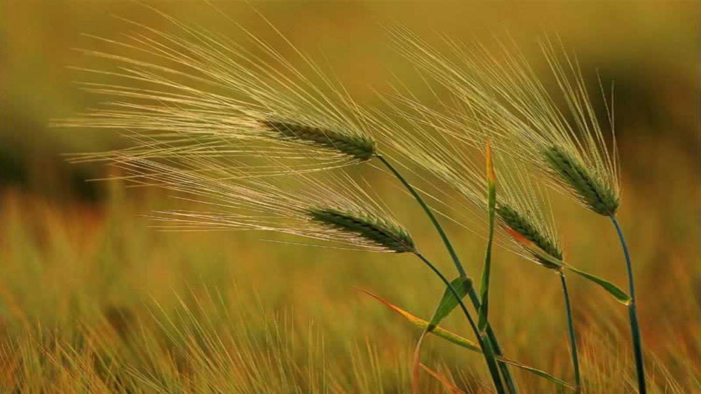 Hình ảnh hoa cỏ lúa mạch