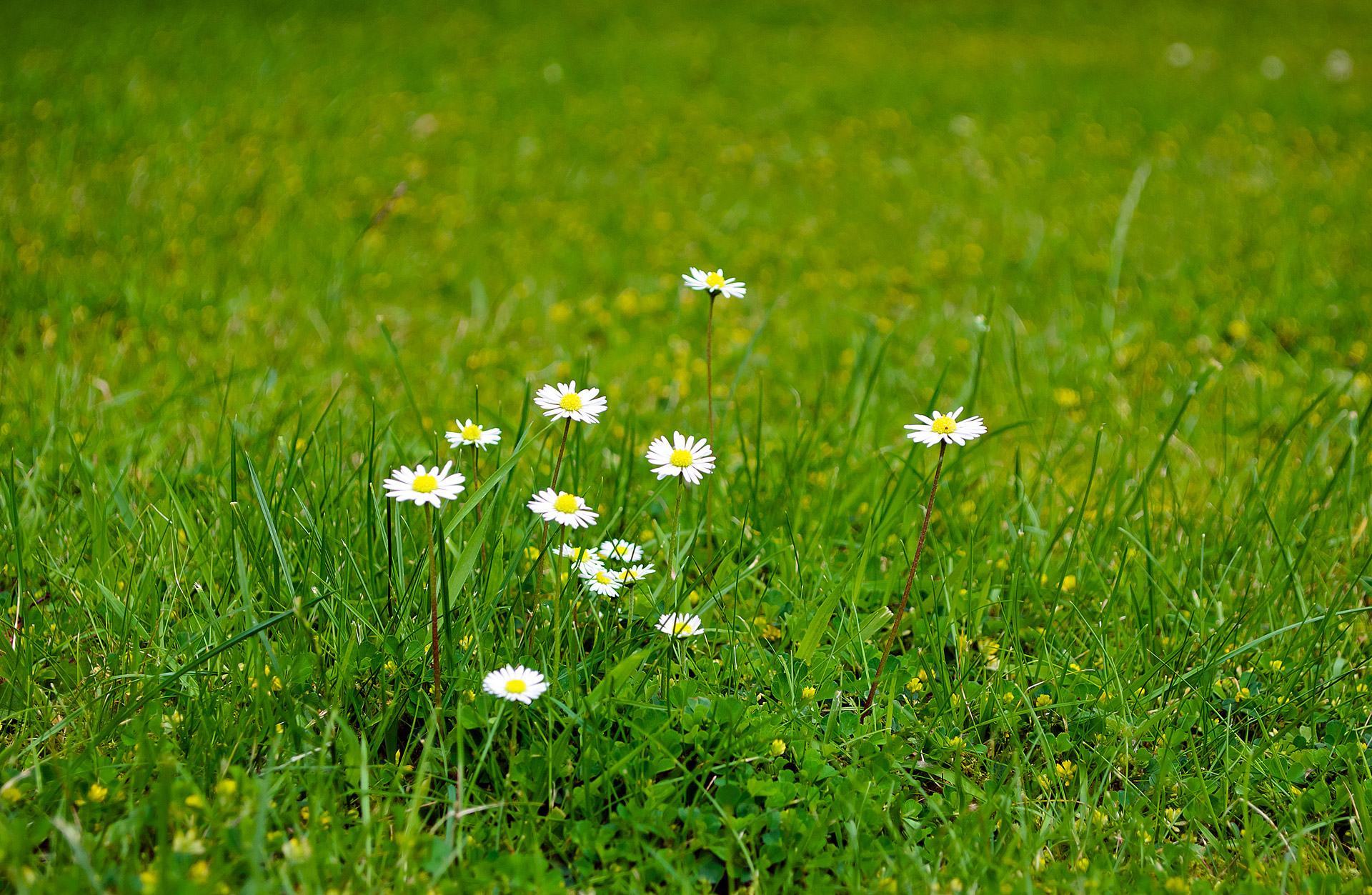 Hình ảnh cỏ hoa trắng