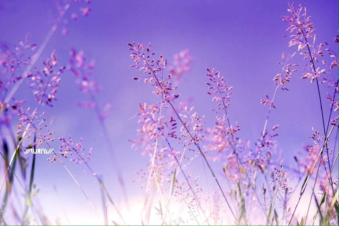 Hình ảnh hoa màu tím