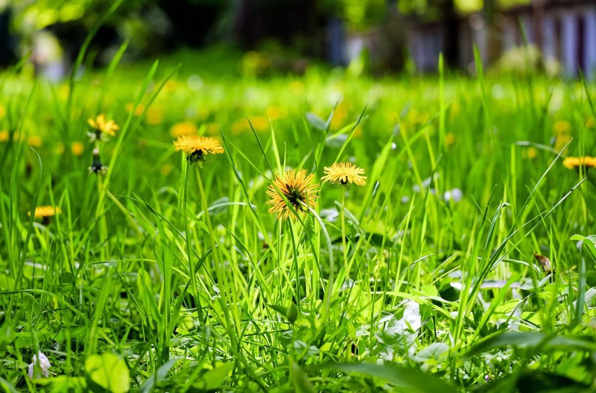 Hình ảnh hoa vàng cỏ xanh