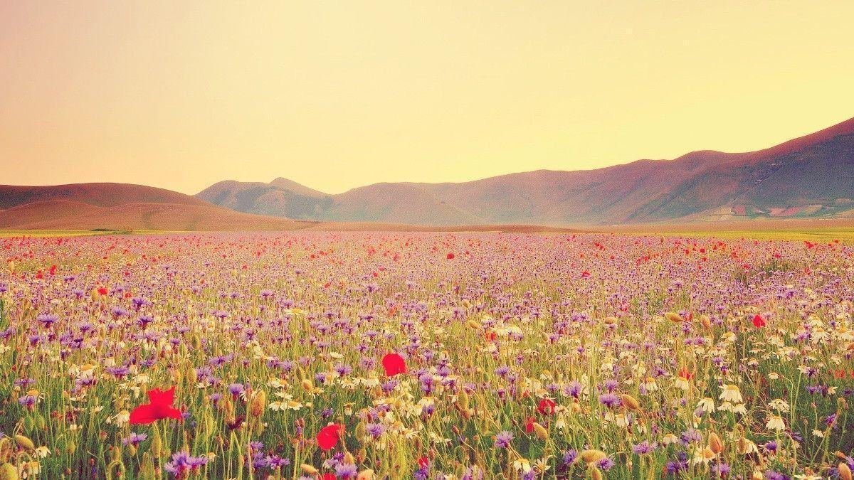 Hình ảnh thung lũng hoa cỏ