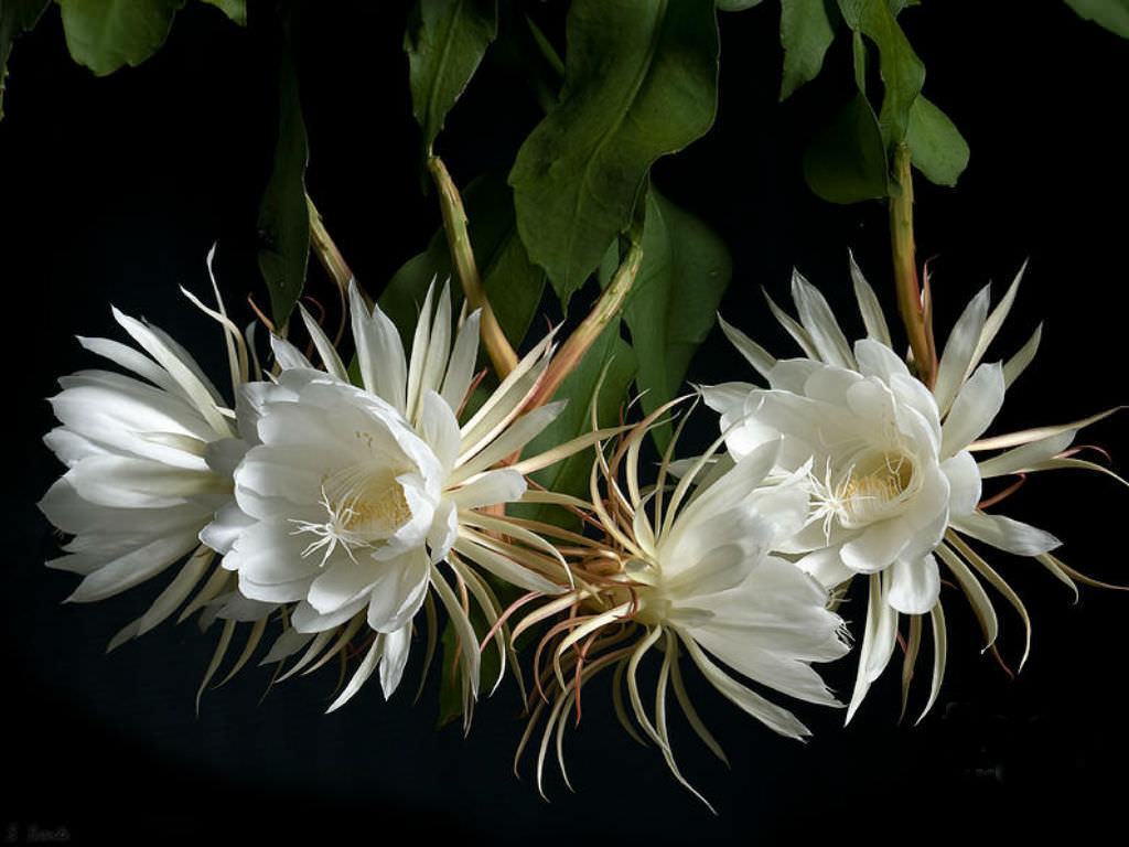 Hoa Quỳnh: Hoa Quỳnh - loài hoa dịu dàng, thanh tú mang hơi thở của núi rừng. Bạn sẽ cảm nhận được mùi thơm ngát của loài hoa này sẽ làm cho không gian của bạn thêm phần tươi vui và tươi mới.