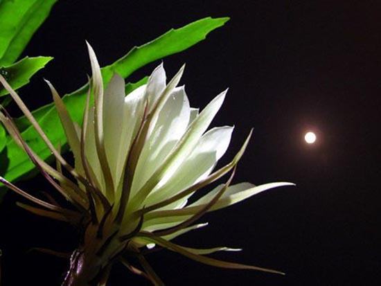 ảnh đẹp hoa dưới trăng