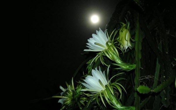 Hình ảnh hoa nở về đêm