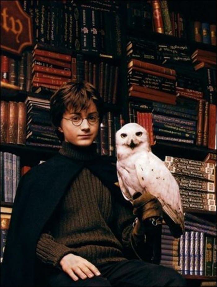 Hình ảnh Harry Potter rất dễ thương