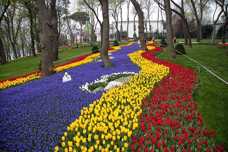 Chiêm ngưỡng không gian của hoa tulip