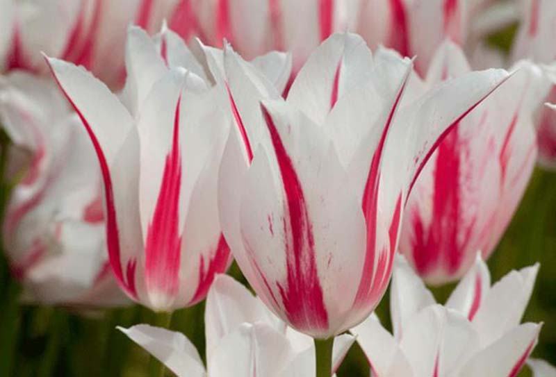Chiêm ngưỡng vẻ đẹp tinh khôi của hoa tulip