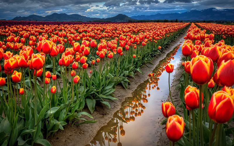 Cánh đồng hoa Tulip mang vẻ đẹp yên bình