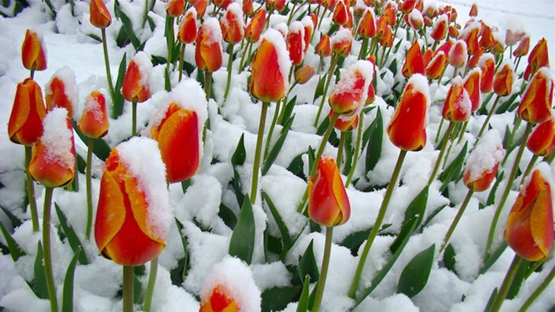 Hàng ngàn bông hoa tulip phủ đầy tuyết