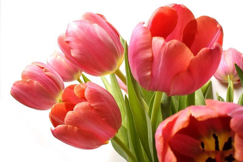 Hình ảnh hoa tulip đỏ