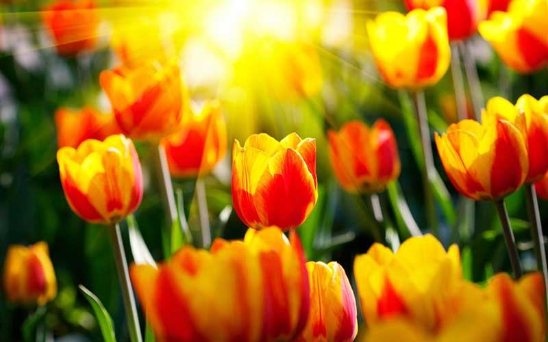 Hình ảnh hoa tulip vàng