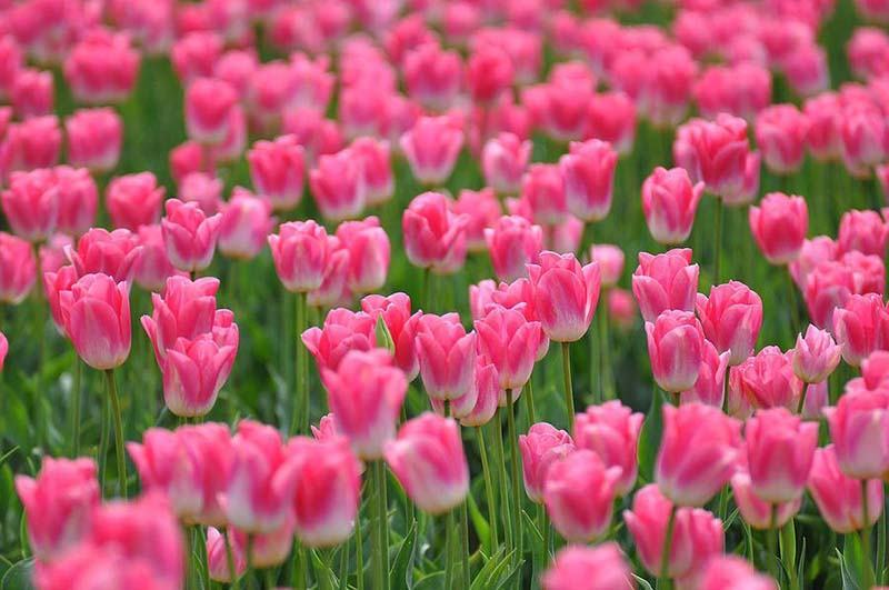 Hình ảnh hoa tulip đẹp nhất với sắc hồng ngọt ngào
