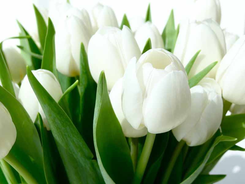 Hình ảnh hoa tulip trắng đẹp nhất