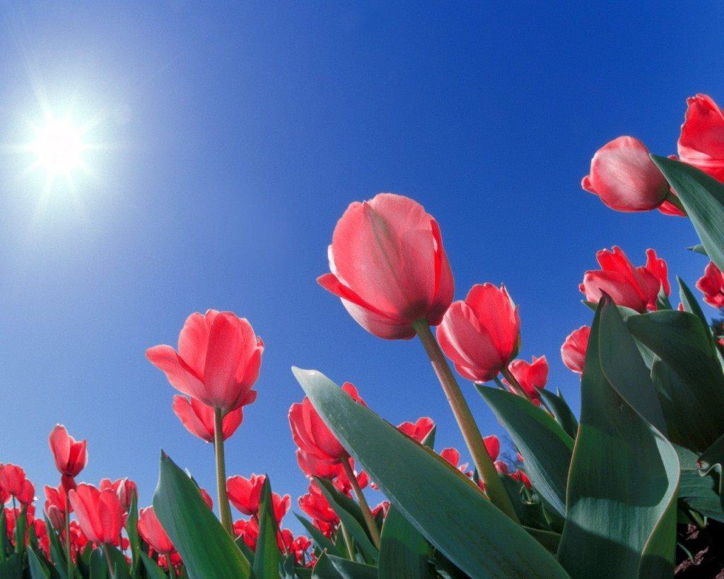 Tổng hợp hình ảnh hoa tulip đẹp nhất trong nắng mai