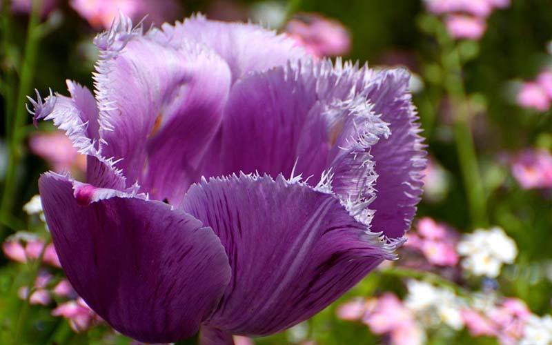 Hình ảnh hoa tulip tím nhiều màu sắc