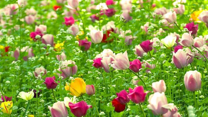 Hình nền cánh đồng hoa tulip
