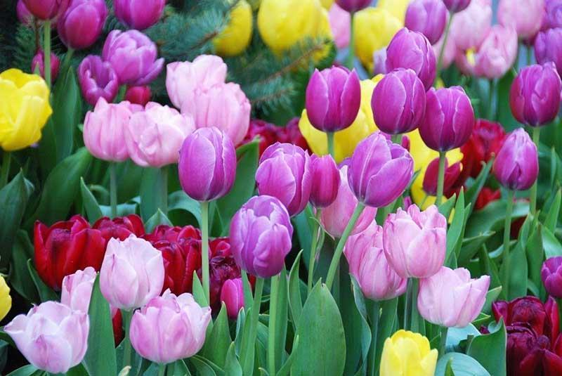 Hình ảnh hoa tulip tím đẹp nhất
