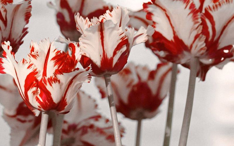 Phải lòng hoa Tulip với vẻ đẹp nên thơ