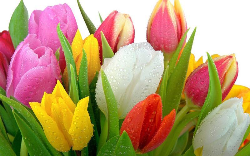Mê mẩn với hình ảnh hoa tulip