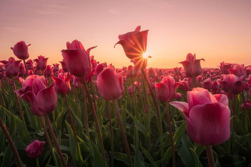 Mê mẩn cánh đồng hoa tulip buổi sớm