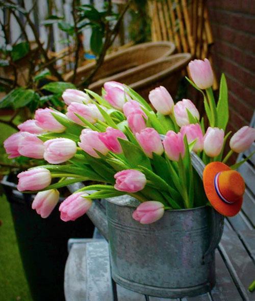 Nghệ thuật trồng hoa tulip