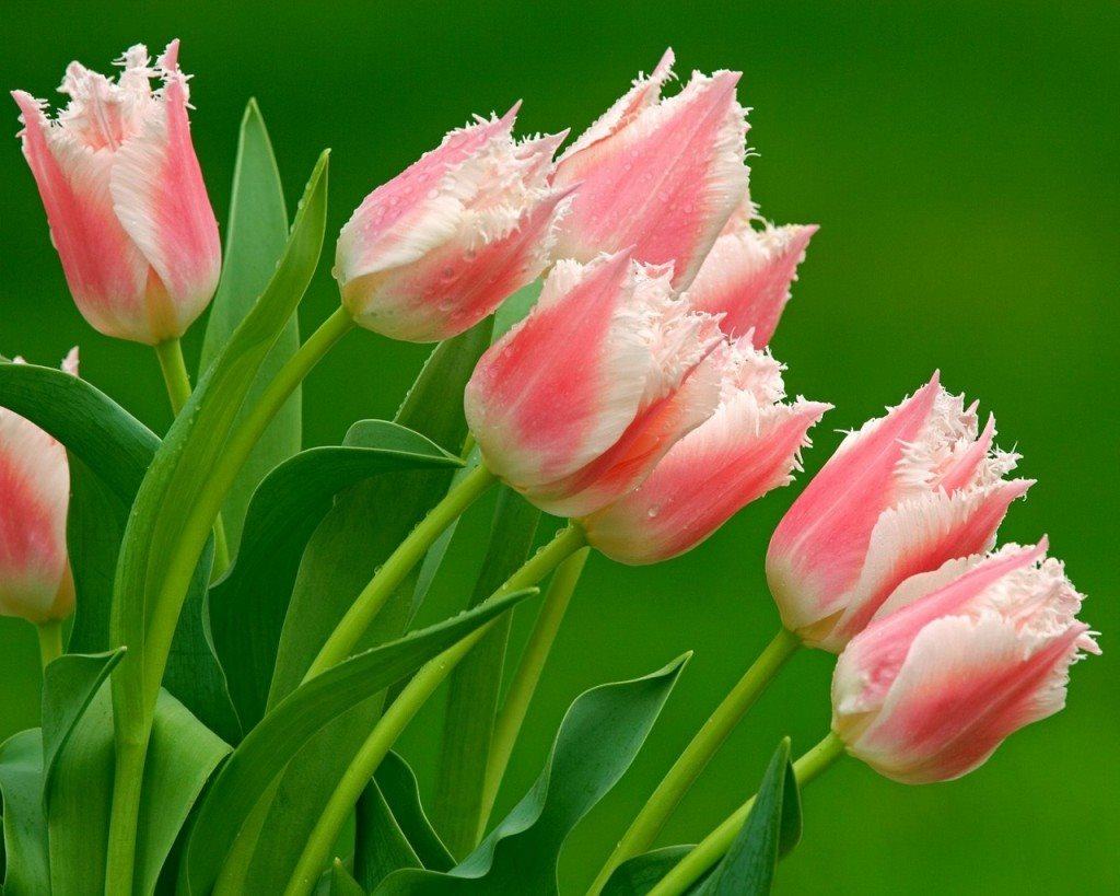 Chiêm ngưỡng hình ảnh hoa Tulip tinh khôi rực rỡ sắc màu