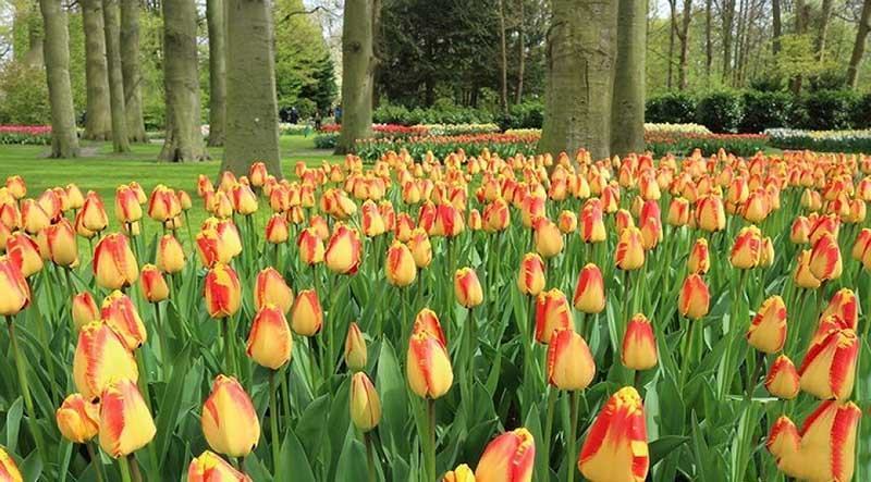 Vẻ đẹp của cánh đồng hoa tulip