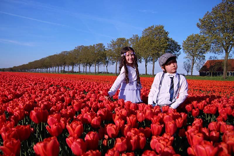 Vườn hoa tulip đỏ ở Hà Lan