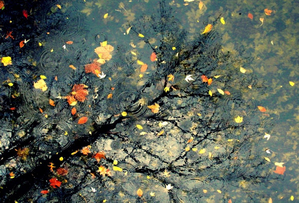 Mưa rơi lá mùa thu