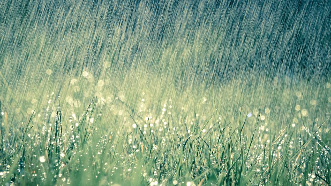 Mưa rơi trên đồng cỏ xanh