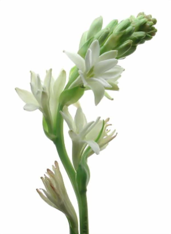 Hoa loa kèn trắng uốn cong tuyệt đẹp