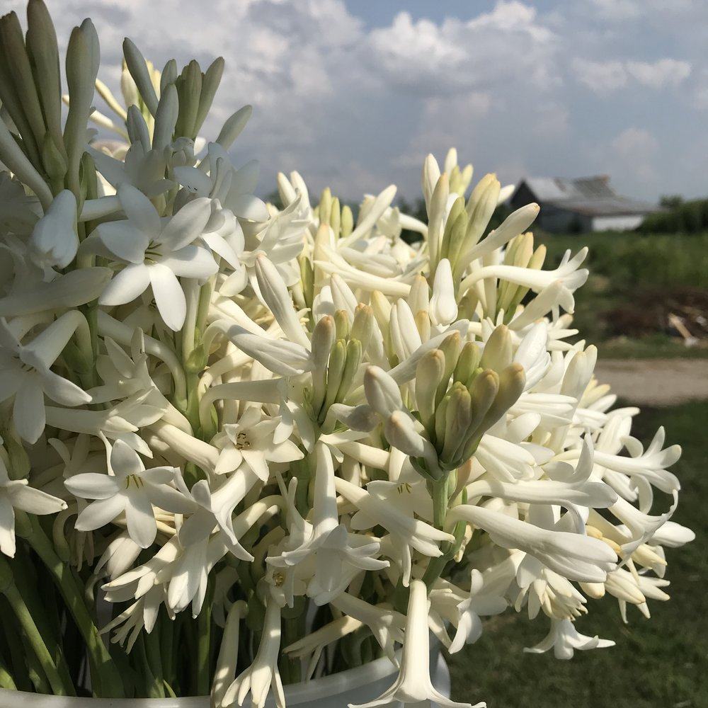 Cả một bó hoa loa kèn trắng tuyệt đẹp