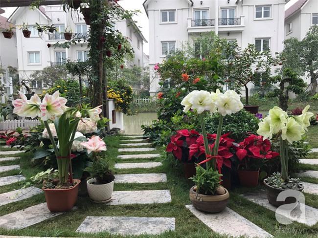 Hoa loa kèn trắng trồng trong vườn