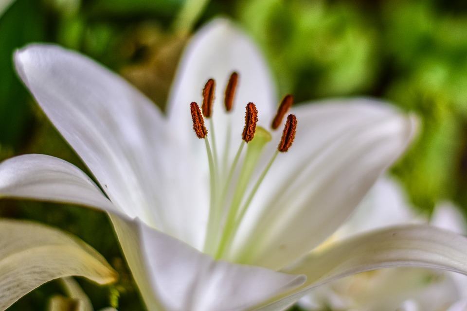 Nhành hoa loa kèn trắng nở rất đẹp